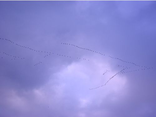 Vol-oiseaux2