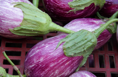 Aubergine tigrée violette