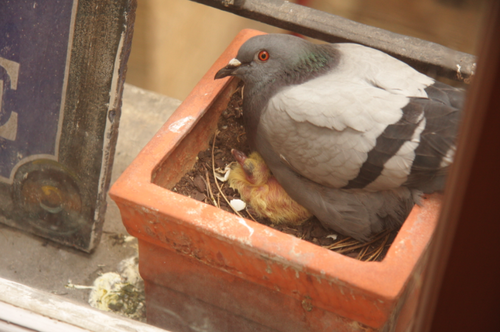 Il Est Ne Mon Affreux Pigeon