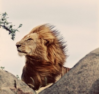 Lion